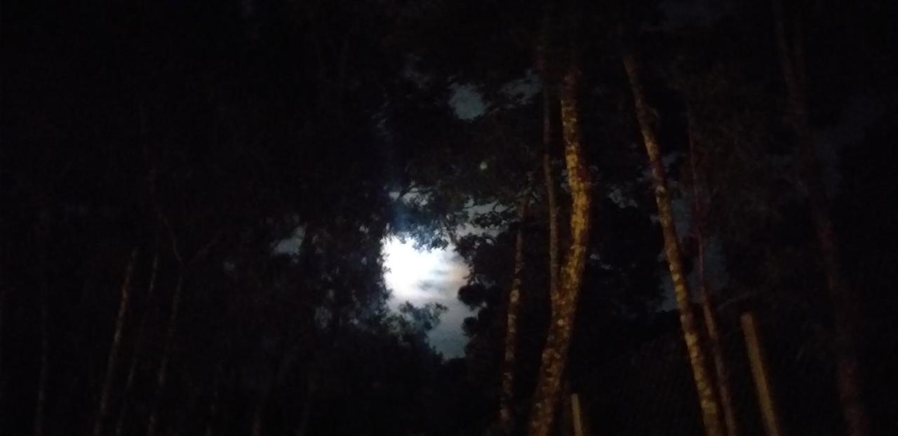 Bosque Das Araucarias Campos do Jordao Luaran gambar